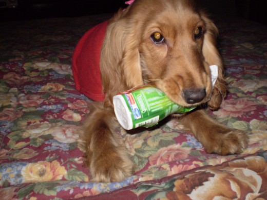 le comi el yogurt a mi mami y no me dijo nada.
